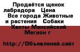 Продаётся щенок лабрадора › Цена ­ 30 000 - Все города Животные и растения » Собаки   . Ханты-Мансийский,Мегион г.